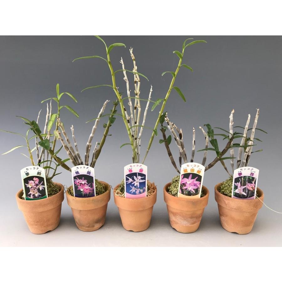 石斛花物（セッコク）】 桃花5種セット : ヨネヤマ - 通販 - Yahoo