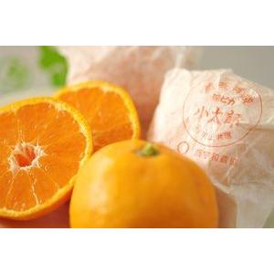 小太郎みかん通販 愛媛県川上共選の味ピカ越冬みかん販売 糖度約13度