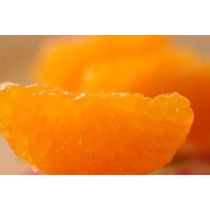 小太郎みかん通販 愛媛県川上共選の味ピカ越冬みかん販売 糖度約13度