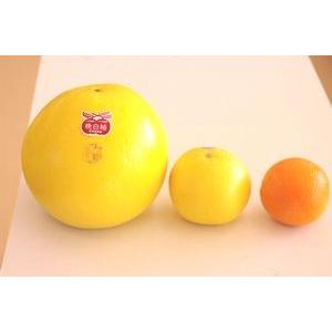 晩白柚（ばんぺいゆ）通販 お歳暮ギフトに熊本県八代産の特大柑橘を