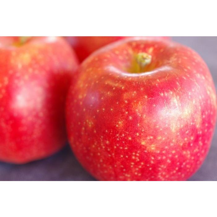 紅いわてりんご取寄販売 岩手県オリジナルの紅りんごを通販で。約5ｋｇ 約14玉〜約18玉 岩手県産｜hamanakayalive｜02