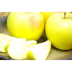 ぐんま名月りんご取寄販売 お歳暮林檎に。隠れた銘品種りんごを通販で。約5ｋｇ 約14玉〜約18玉 群馬・長野・他産地｜hamanakayalive｜02
