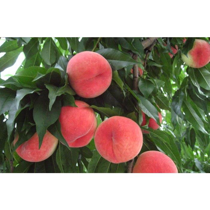 一宮の桃プレミアム特秀品 山梨県JAふえふき一宮西支所 小箱6玉 : 果物
