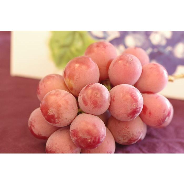 クイーンニーナ葡萄通販 大粒で種が無く高糖度な赤色系ぶどうを販売取