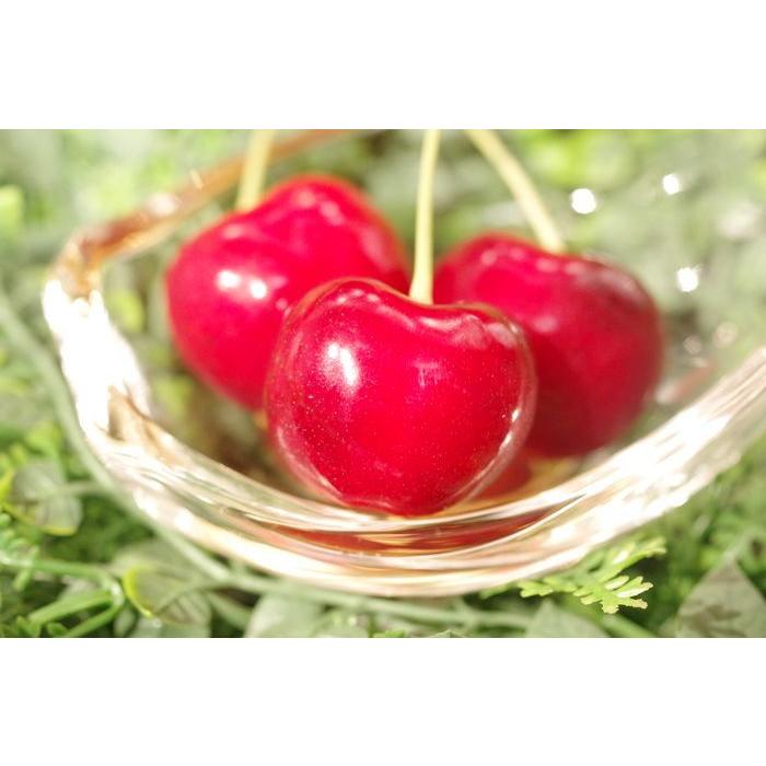 やまがた紅王 さくらんぼ通販 2Ｌ 200ｇ×2パック入 約25粒 実横径25mm