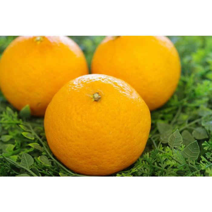 紅プリンセス愛媛県の新柑橘。約3kgL〜3L : 果物百貨店 浜中屋 紅プリンセス愛媛県の新柑橘。約3kgL〜3L : 果物百貨店 浜中屋