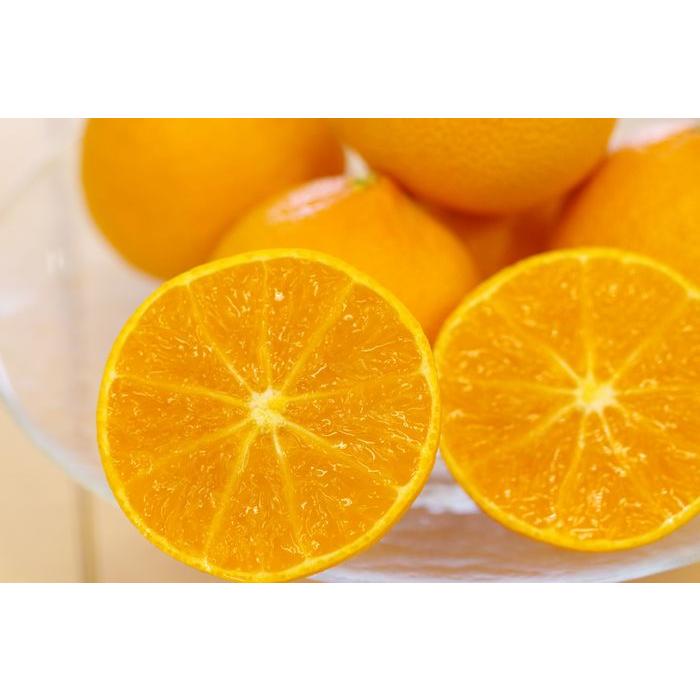 紅プリンセス愛媛県の新柑橘。約3kgL〜3L : 果物百貨店 浜中屋 紅プリンセス愛媛県の新柑橘。約3kgL〜3L : 果物百貨店 浜中屋