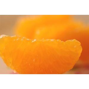 越冬ひなの里みかん通販 愛媛県真穴共選の越冬みかん販売 糖度約13度