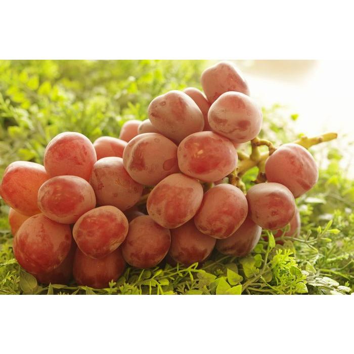 富士の輝き一房、脱粒富士の輝き付き 赤果肉系見繕い15kg