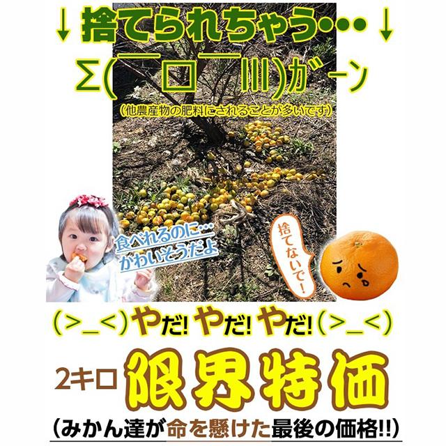 清見 オレンジ みかん 訳あり 和歌山 箱買い 2kg  2セット購入で送料無料+約1kgおまけ ポイント消化 はみだしみかん｜hamidasi-gurume｜21