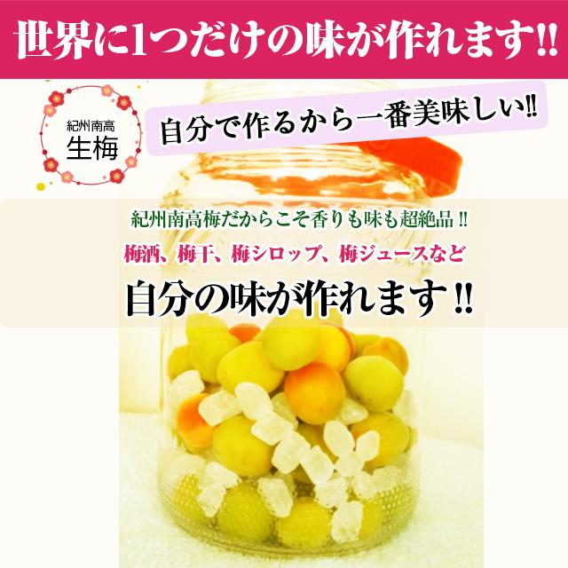 送料無料 生梅 紀州南高梅 1.5kg 「産地直送とれたて紀州南高生梅