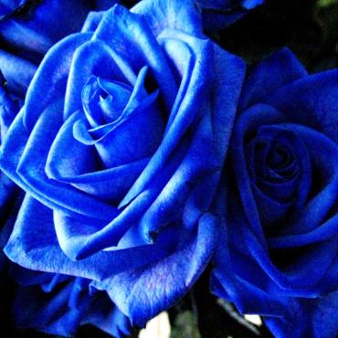 青いバラ 「ブルーローズ」（5本）の花束 【20051】※かすみ草を追加