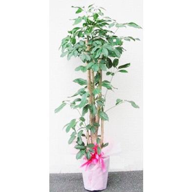 花キューピット 鉢物 観葉植物 大鉢10号 【80301】 開店祝い 開業祝い お祝い 誕生日 記念日 イベント 発表会 歓送迎