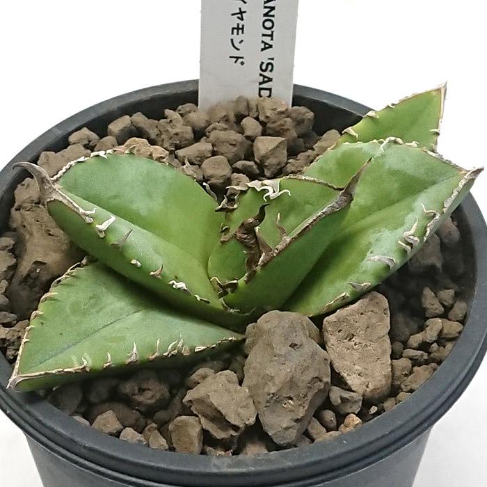アガベ チタノタ 南アフリカダイヤモンド 3号プラ鉢 Agave titanota