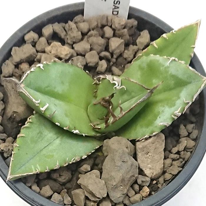 アガベ チタノタ 南アフリカダイヤモンド 3号プラ鉢 Agave titanota
