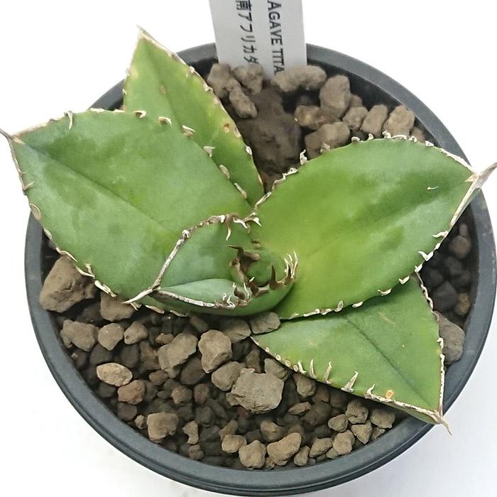 アガベ チタノタ 南アフリカダイヤモンド 3号プラ鉢 Agave titanota