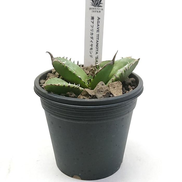 アガベ チタノタ 南アフリカダイヤモンド 3号プラ鉢 Agave titanota