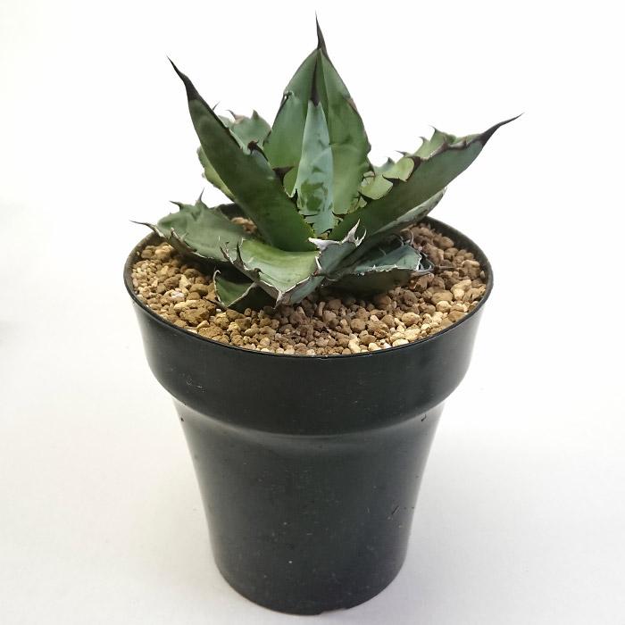 現品　アガベ　チタノタブルー　1番　ドライガーデン　観葉植物 インテリア アガベ チタノタ ブラックアンドブルー リュウゼツラン科 5号