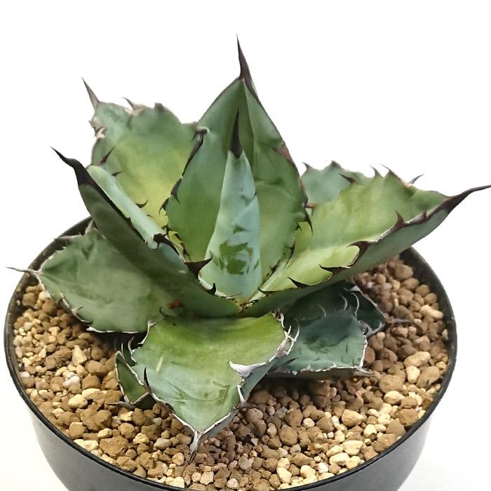 現品　アガベ　チタノタブルー　1番　ドライガーデン　観葉植物 インテリア 多肉植物 インテリア アガベ チタノタ銘品3種 セット 3.5号鉢 赤