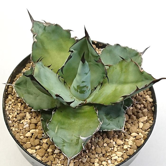 アガベ チタノタ ブラックアンドブルー リュウゼツラン科 5号 プラ鉢