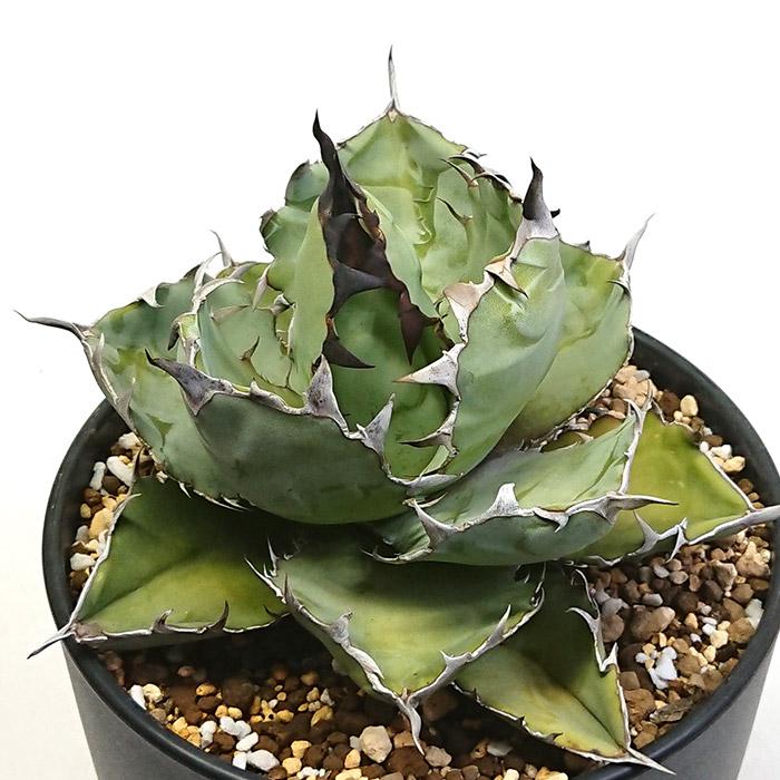 アガベ チタノタ 藍鯨 ランゲイ リュウゼツラン科 3.5号 プラ鉢