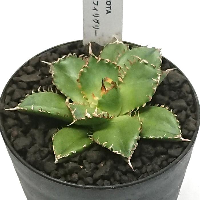 アガベ チタノタ 圓葉拇指 フィリグリーン 3号 プラ鉢 多肉植物 観葉