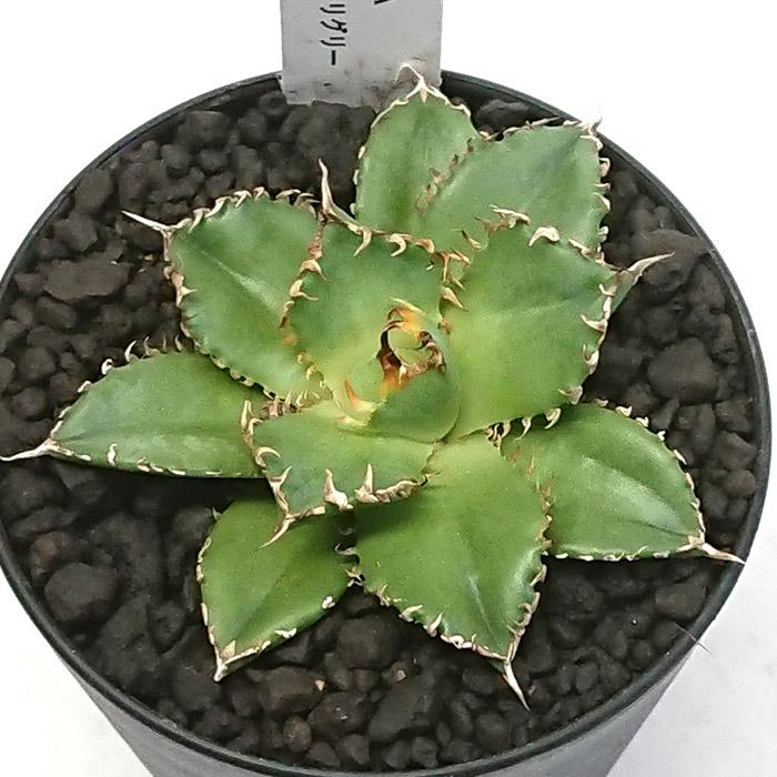 アガベ チタノタ 圓葉拇指 フィリグリーン 3号 プラ鉢 多肉植物 観葉