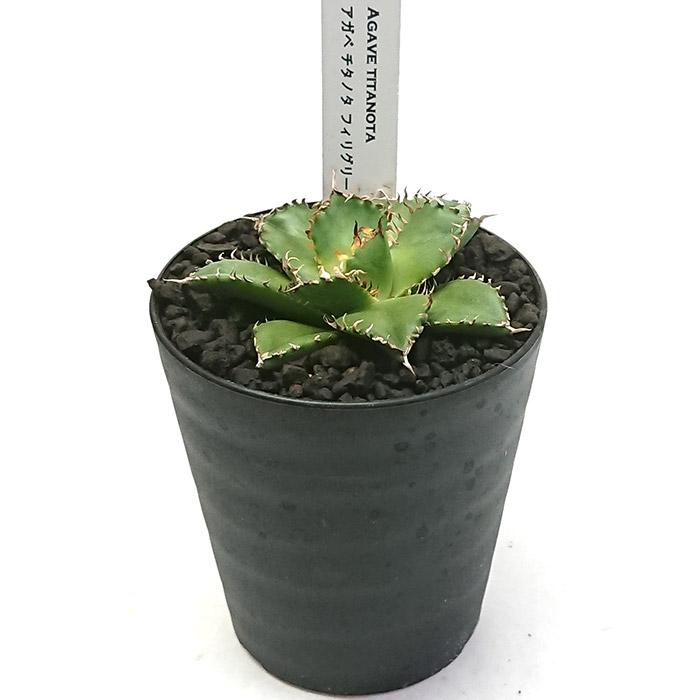 アガベ チタノタ 圓葉拇指 フィリグリーン 3号 プラ鉢 多肉植物 観葉
