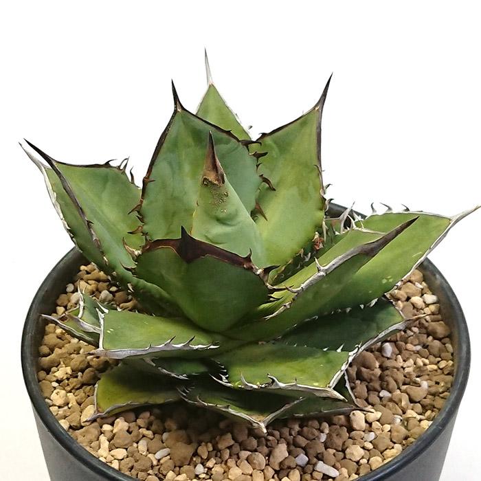 アガベ チタノタ ブラックファイヤー 黒炎 黒火焔 こくえん