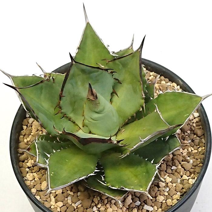 アガベ チタノタ ブラックファイヤー 黒炎 黒火焔 こくえん