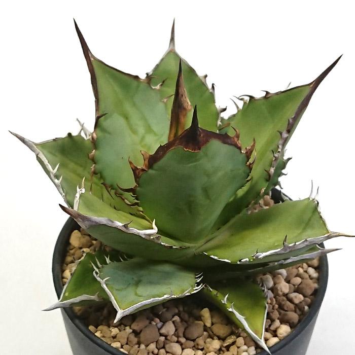 アガベ　チタノタ　ブラックドラゴン　胴切り天 アガベ チタノタ ブラックドラゴン 胴切り天 - メルカリ