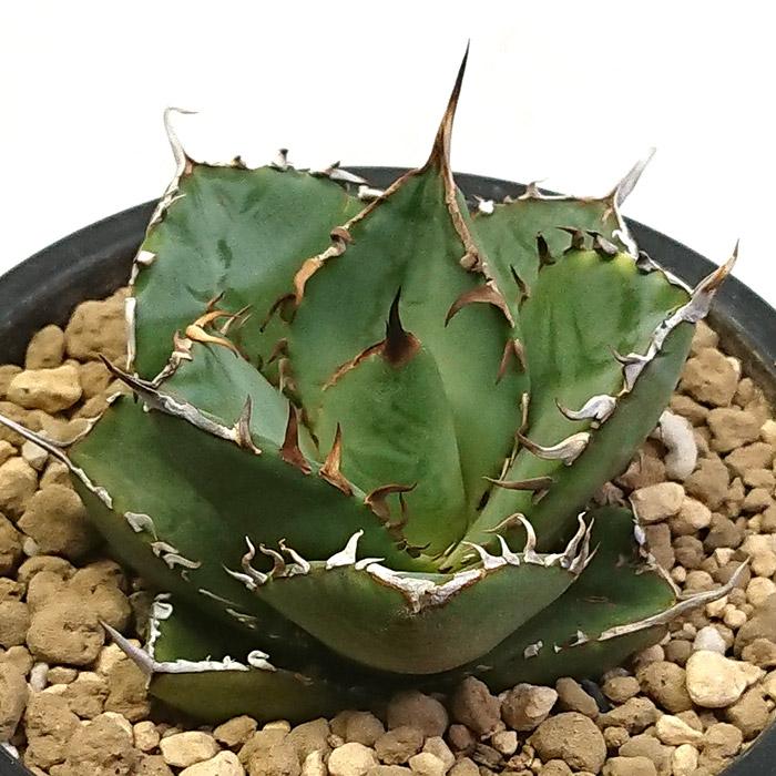 ★アガベ★白鯨　セトモノ鉢セット ☆アガベ☆白鯨 セトモノ鉢セット