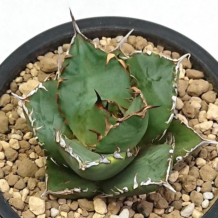 アガベ チタノタ 白鯨 ハクゲイ リュウゼツラン科 3.5号 プラ鉢