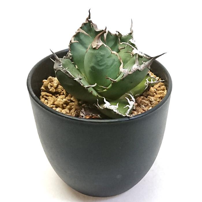 アガベ チタノタ シーザー 凱撒 3.5号 プラ鉢 Agave 多肉植物