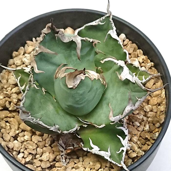 アガベ チタノタ シーザー 凱撒 3.5号 プラ鉢 Agave 多肉植物