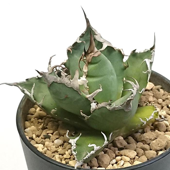 アガベ チタノタ シーザー 凱撒 3.5号 プラ鉢 Agave 多肉植物 観葉植物