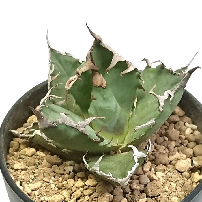 アガベ チタノタ シーザー 凱撒 3.5号 プラ鉢 Agave 多肉植物 観葉植物