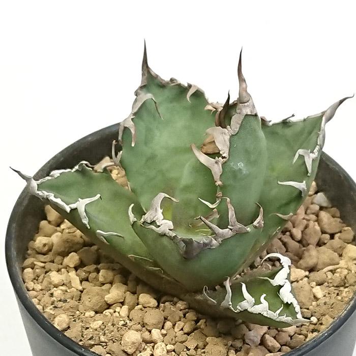 アガベ チタノタ シーザー 凱撒 3.5号 プラ鉢 Agave 多肉植物 観葉植物
