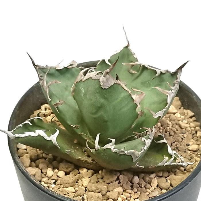 アガベ　チタノタ　シーザー　※鉢付き アガベ チタノタ シーザー 凱撒 3.5号 プラ鉢 Agave 多肉植物 観葉植物