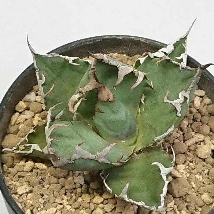 アガベ チタノタ シーザー 凱撒 3.5号 プラ鉢 Agave 多肉植物 観葉植物