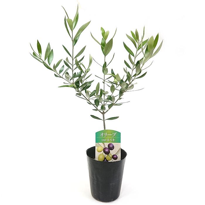 ④　オリーブの木　『コロネイキ』　15号　特大苗木最高等級　極上品‼️ オリーブ 『コロネイキ』 No.B | すべての商品 | | Junk sweet