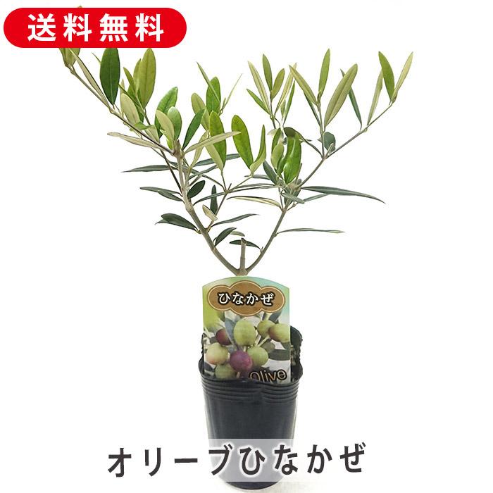 オリーブ 3号 ひなかぜ hinakaze 苗木 オリーブオイル ピクルス 果樹