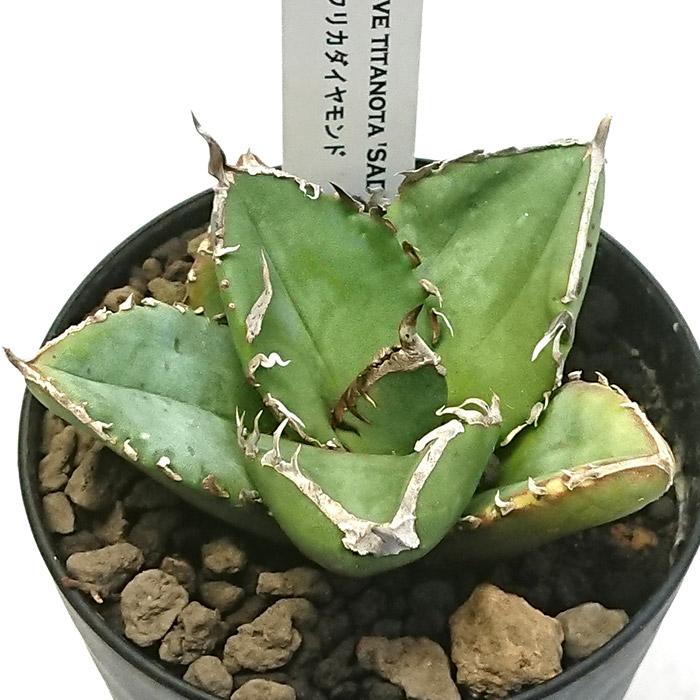 アガベ チタノタ 南アフリカダイヤモンド 3号プラ鉢 Agave titanota