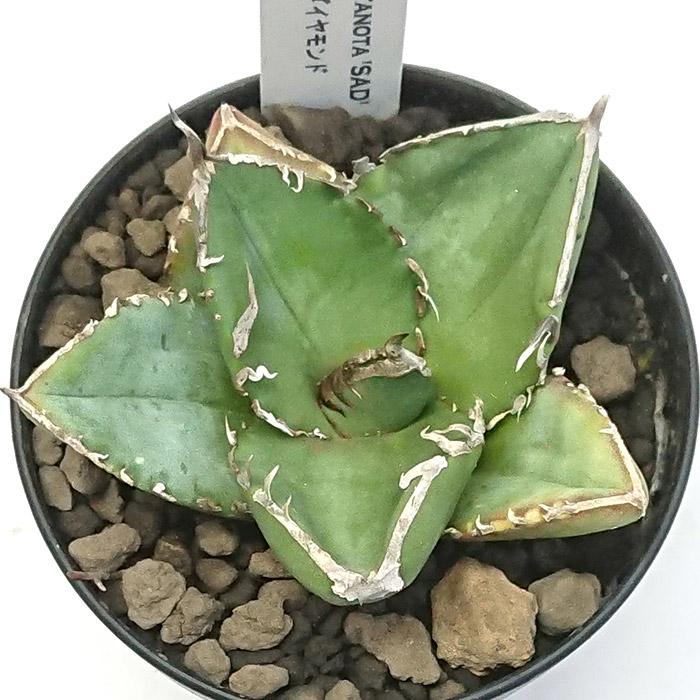 アガベ チタノタ 南アフリカダイヤモンド 3号プラ鉢 Agave titanota