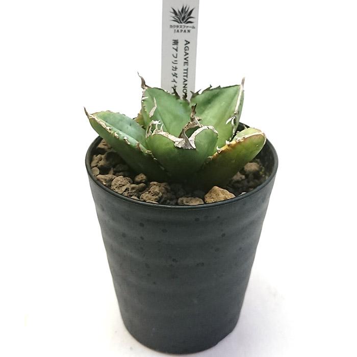 アガベ チタノタ 南アフリカダイヤモンド 3号プラ鉢 Agave titanota