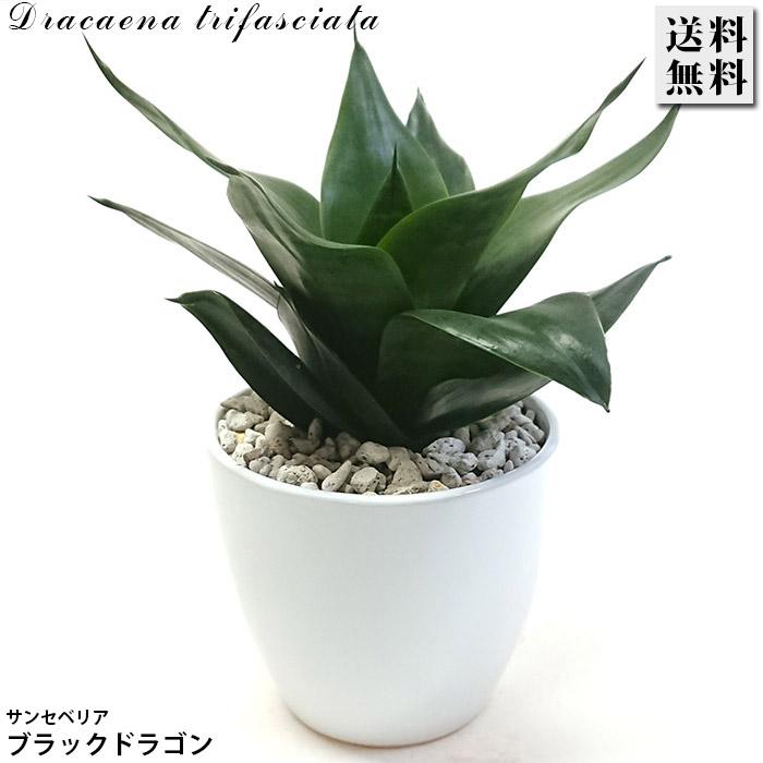 サンスベリア ブラックドラゴン 陶器鉢 空気浄化 観葉植物 グリーン
