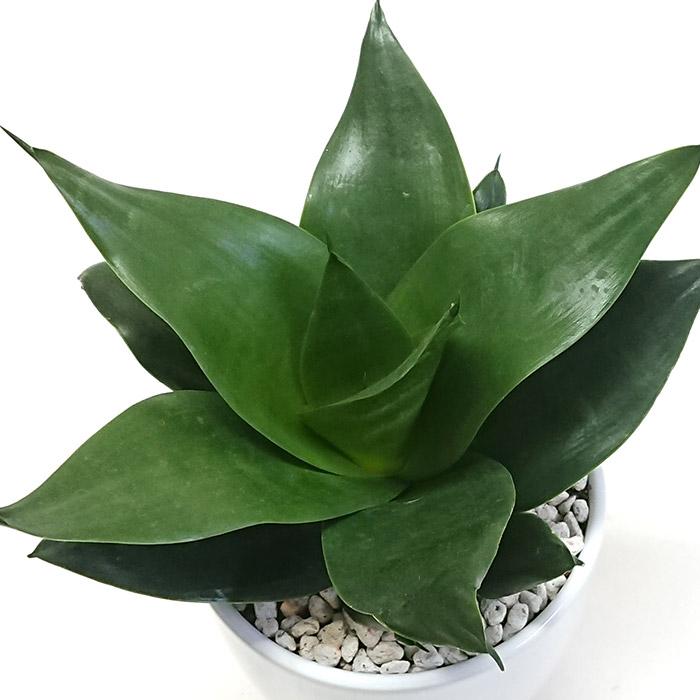 サンスベリア ブラックドラゴン 陶器鉢 空気浄化 観葉植物 グリーン