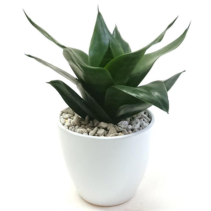 サンスベリア ブラックドラゴン 陶器鉢 空気浄化 観葉植物 グリーン