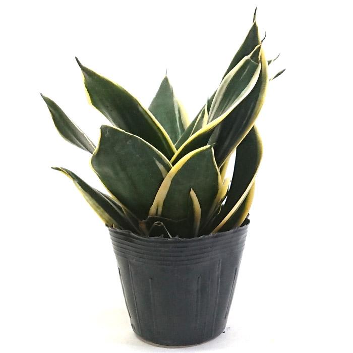 サンスベリア T ハニー 3.5号 ポット苗 空気浄化 観葉植物 グリーン
