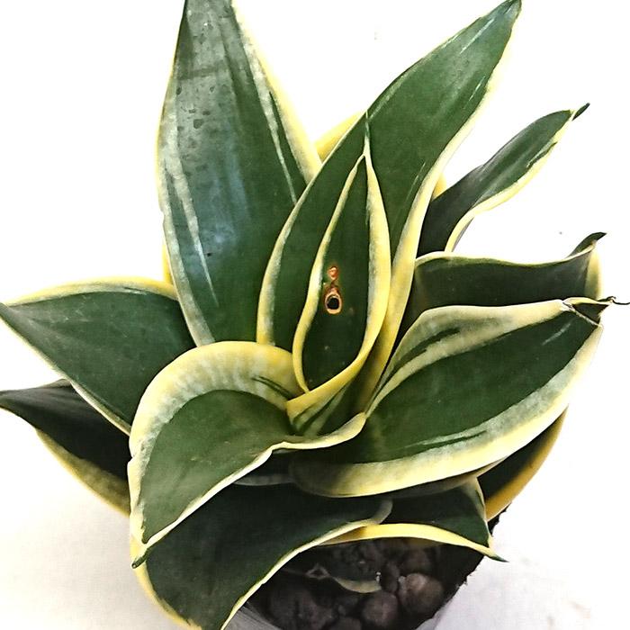 サンスベリア T ハニー 3.5号 ポット苗 空気浄化 観葉植物 グリーン